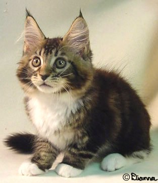 kyttymainecoon.jpg