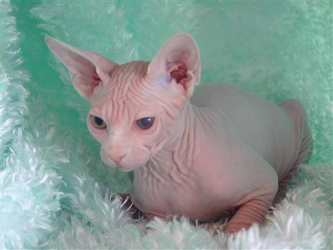 100014Sphynx-image1.jpg