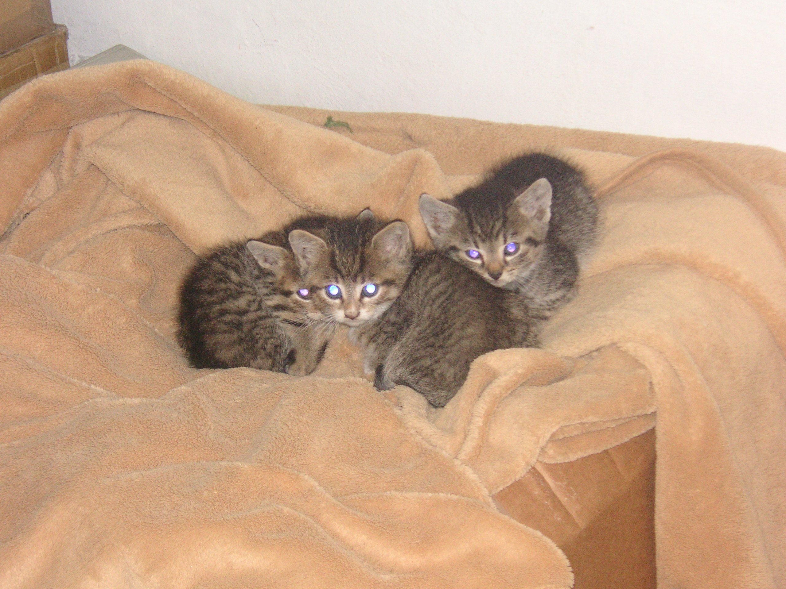 PICT0017.JPG