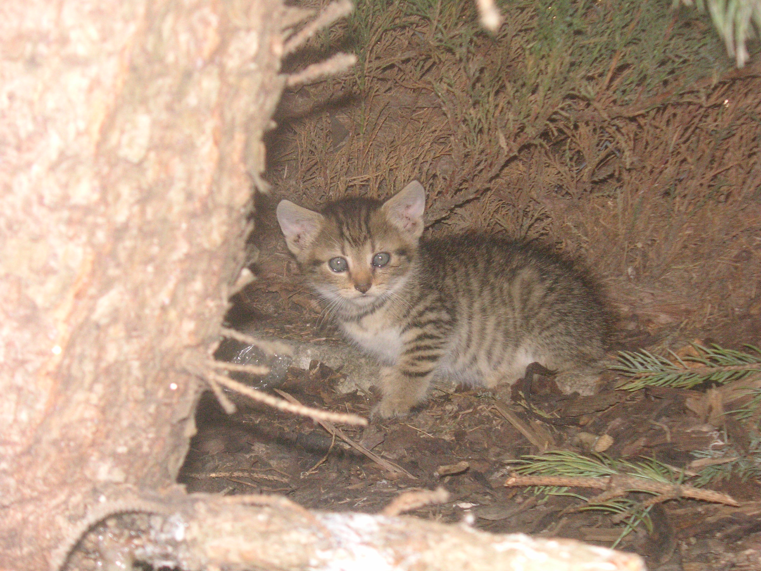 PICT0014.JPG