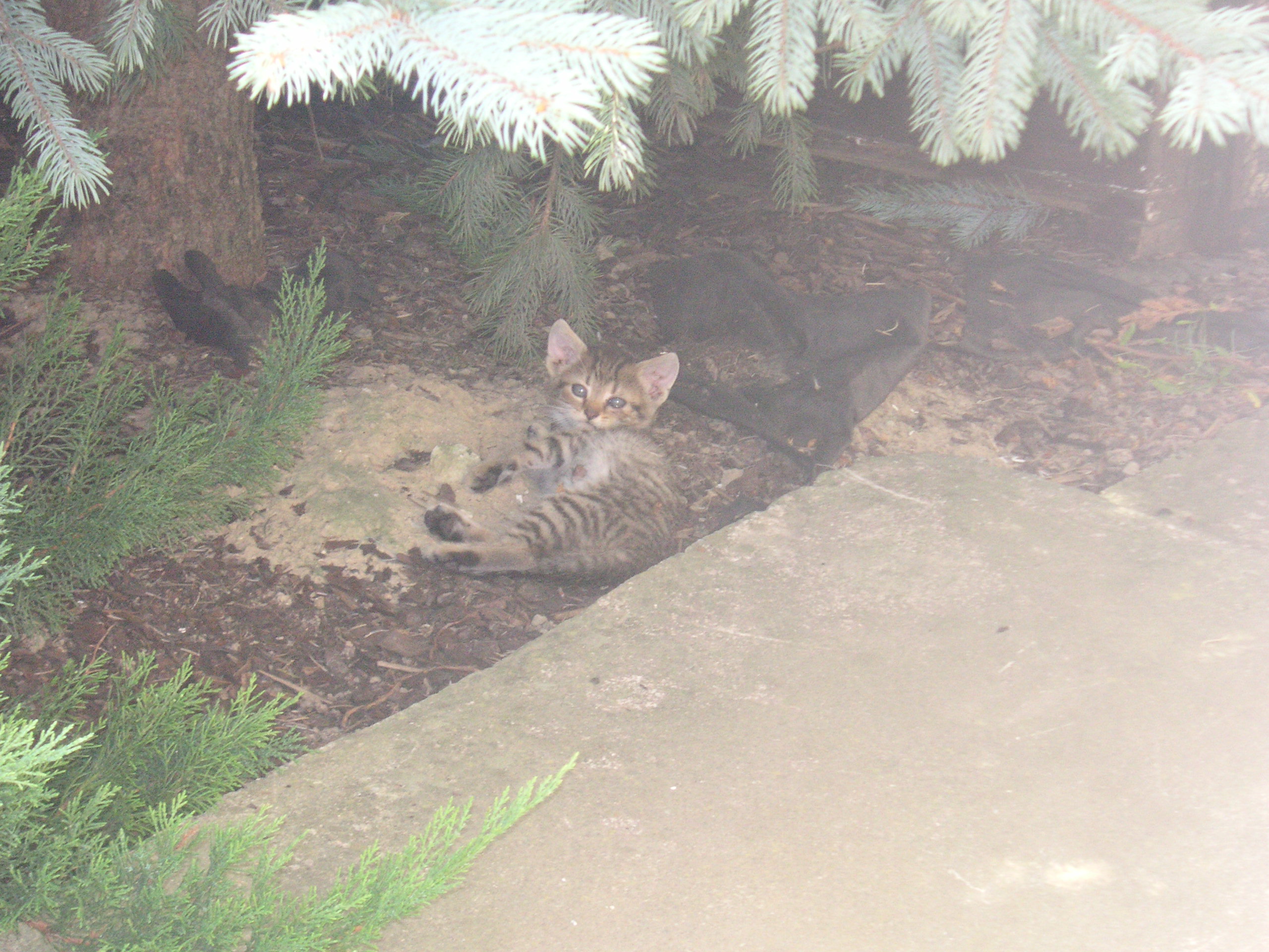 PICT0013.JPG